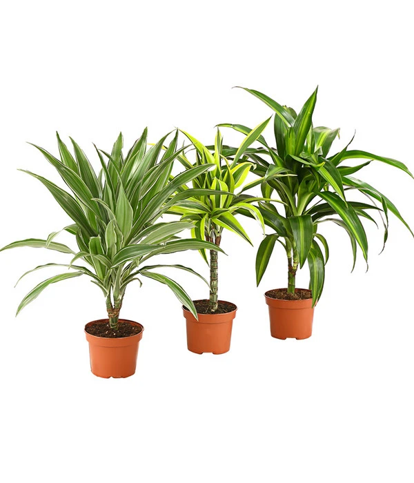 Drachenbaum - Dracaena Deremensis, Verschiedene Sorten 3 Drachenbaum - Dracaena Deremensis, Verschiedene Sorten