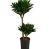 Drachenbaum - Dracaena Compacta, Hydrokultur -Garten Werk Zone 8416760 WE FS 001 DracaenaFragransCompactaHydroT15 19DrachenbaumDehnerExpressHerzig