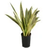 Bogenhanf - Sansevieria Trifasciata 'Lauren', Hydrokultur 2 Bogenhanf - Sansevieria Trifasciata 'Lauren', Hydrokultur -Garten Werk Zone 8416836 WE FS 001 SansevieriaTrifasciataLaurenTuffHydroT15 19Bogenhanf