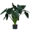 Pfeilblatt - Alocasia 'Wentii', Hydrokultur 2 Pfeilblatt - Alocasia 'Wentii', Hydrokultur -Garten Werk Zone 8425662 WE FS 001 AlocasiaWentii25 19H100