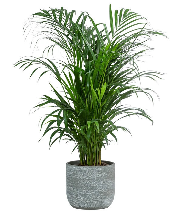 Goldfruchtpalme - Dypsis Lutescens, In Keramik, Ca. 90-100 Cm 3 Goldfruchtpalme - Dypsis Lutescens, In Keramik, Ca. 90-100 Cm