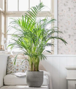 Goldfruchtpalme - Dypsis Lutescens, In Keramik, Ca. 90-100 Cm 5 Goldfruchtpalme - Dypsis Lutescens, In Keramik, Ca. 90-100 Cm -Garten Werk Zone 8478059 WE MO 001 DypsisPflanzeDesMonats