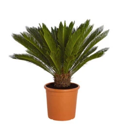 Ausgewählte Produkte 18 Sagopalmfarn - Cycas Revoluta
