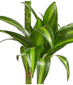 Drachenbaum - Dracaena Fragrans 'Hawaiian Sunshine' 7 Drachenbaum - Dracaena Fragrans 'Hawaiian Sunshine' -Garten Werk Zone 8511545 WE DE 001 DrachenbaumDracaenaMassangianaHawaiinSunshineT19OWDehnerExpressHerzig