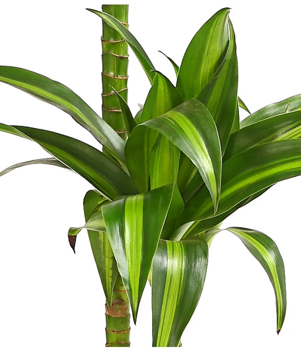 Drachenbaum - Dracaena Fragrans 'Hawaiian Sunshine' 5 Drachenbaum - Dracaena Fragrans 'Hawaiian Sunshine' – Bild 3
