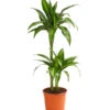 Drachenbaum - Dracaena Fragrans 'Hawaiian Sunshine' 2 Drachenbaum - Dracaena Fragrans 'Hawaiian Sunshine' -Garten Werk Zone 8511545 WE FS 001 DrachenbaumDracaenaMassangianaHawaiinSunshineT19DehnerExpressHerzig