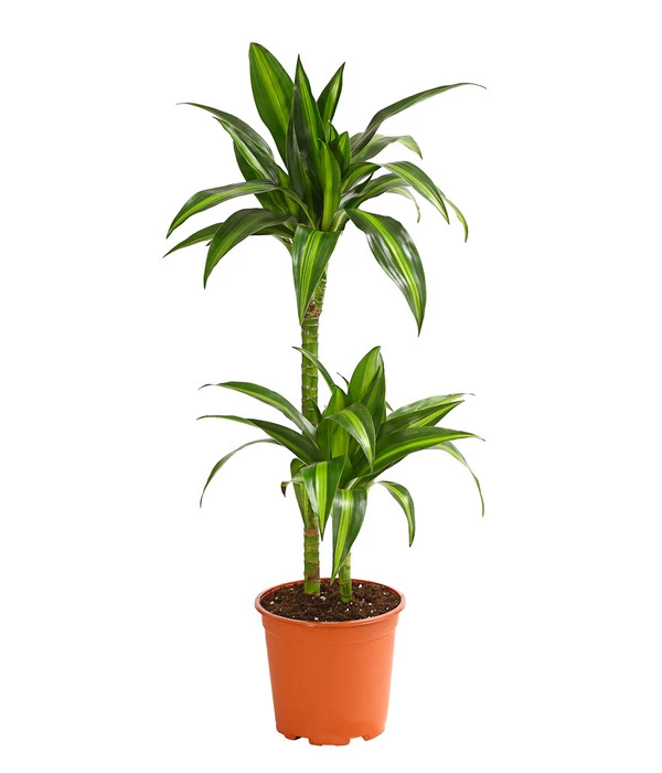 Drachenbaum - Dracaena Fragrans 'Hawaiian Sunshine' 3 Drachenbaum - Dracaena Fragrans 'Hawaiian Sunshine'