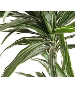 Drachenbaum - Dracaena Deremensis, Verschiedene Sorten 16 Drachenbaum - Dracaena Deremensis, Verschiedene Sorten -Garten Werk Zone 8511560 WE DE 001 DrachenbaumDracaenaDeremensisWhiteStripesT27DehnerExpressHerzig
