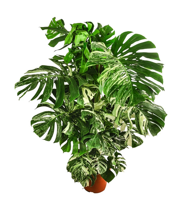 XXL Fensterblatt - Monstera Deliciosa 'Variegata', Ca. 180-220 Cm 3 XXL Fensterblatt - Monstera Deliciosa 'Variegata', Ca. 180-220 Cm
