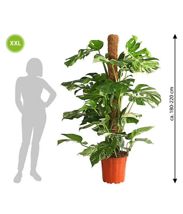 XXL Fensterblatt - Monstera Deliciosa 'Variegata', Ca. 180-220 Cm 5 XXL Fensterblatt - Monstera Deliciosa 'Variegata', Ca. 180-220 Cm – Bild 3