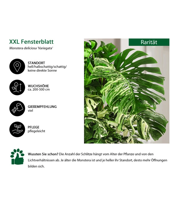 XXL Fensterblatt - Monstera Deliciosa 'Variegata', Ca. 180-220 Cm 4 XXL Fensterblatt - Monstera Deliciosa 'Variegata', Ca. 180-220 Cm – Bild 2