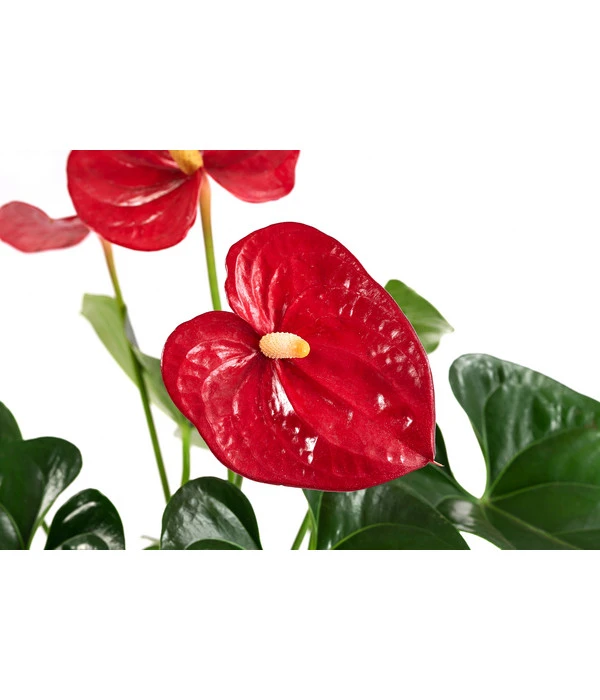 Flamingoblume - Anthurium Andreanum, Hydrokultur 4 Flamingoblume - Anthurium Andreanum, Hydrokultur – Bild 2