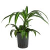 Drachenbaum - Dracaena 'Hawaiian Sunshine', Hydrokultur -Garten Werk Zone 8536260 WE FS 001 DracaenaHawaianSunshineKoepfeDrachenbaumHydroT15