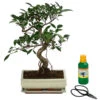 Bonsai Chinesischer Feigenbaum - Ficus Retusa, Anfänger-Set, 10 Jahre 2 Bonsai Chinesischer Feigenbaum - Ficus Retusa, Anfänger-Set, 10 Jahre -Garten Werk Zone 8561573 WE FS 001 BonsSetFicusRetusa10JT25