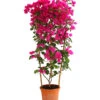 Drillingsblume 'Renate', Spalier 1 Drillingsblume 'Renate', Spalier -Garten Werk Zone 8583858 WE FS 001 BougainvilleRenatePyramideT23DehnerExpressHerzig