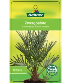 Blaue Zwergpalme 8 Blaue Zwergpalme -Garten Werk Zone 8584401 Chamaeropshumiliscerifera 15112016 1