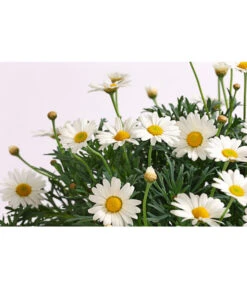 Margerite, Stämmchen, Weiß -Garten Werk Zone 8589616 WE DE 001 MargeriteArgyranthemumStammWeissT18DehnerExpressHerzig