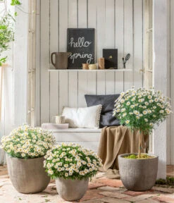 Margerite, Stämmchen, Weiß -Garten Werk Zone 8589616 WE MO 001 MargeriteBuschStammT18WeissGC042021