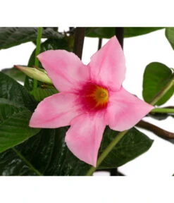 Dipladenie, Pyramide, Rosa 9 Dipladenie, Pyramide, Rosa -Garten Werk Zone 8594434 WE DE 001 MandevillaPyramidePinkT17