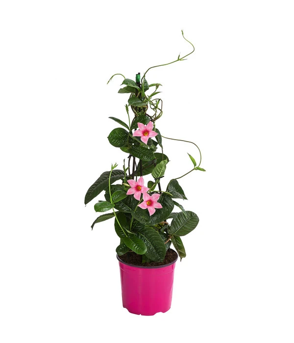 Dipladenie, Pyramide, Rosa 3 Dipladenie, Pyramide, Rosa