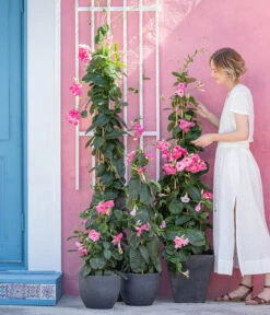 Dipladenie, Pyramide, Rosa 8 Dipladenie, Pyramide, Rosa -Garten Werk Zone 8594434 WE MO 001 DiplandenienMadevilla