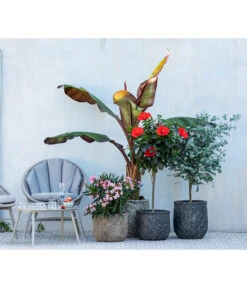 Hibiskus - Garten-Eibisch, Stämmchen 7 Hibiskus - Garten-Eibisch, Stämmchen -Garten Werk Zone 8596744 WE MO 001 NeriumOleander