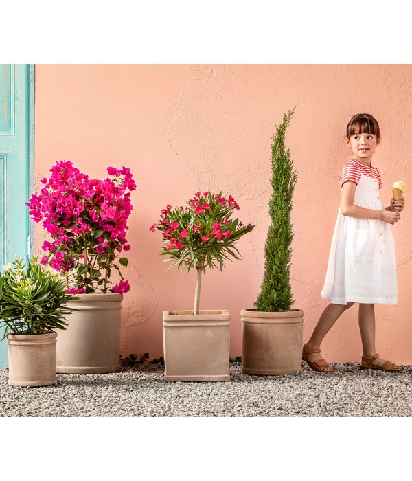 Drillingsblume 'Renate', Spalier 4 Drillingsblume 'Renate', Spalier – Bild 2