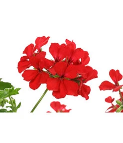 Geranie 'Caliente', Ampel 7 Geranie 'Caliente', Ampel -Garten Werk Zone 8604316 PR DE 001 GeranieCalienteAmpelDehnerExpressHerzig