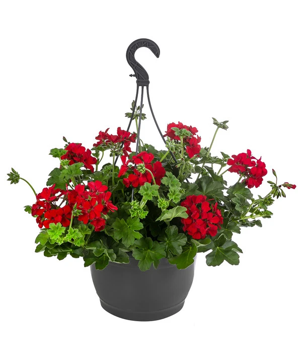 Geranie 'Caliente', Ampel 3 Geranie 'Caliente', Ampel