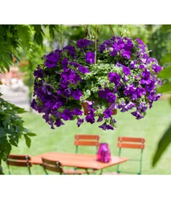 Hängepetunie, Ampel, Verschiedene Sorten, Weiß/pink 16 Hängepetunie, Ampel, Verschiedene Sorten, Weiß/pink -Garten Werk Zone 8605164 BildFS 001 JuwelHaengepetunieAmpelHaengepetPurpurJuwAmp