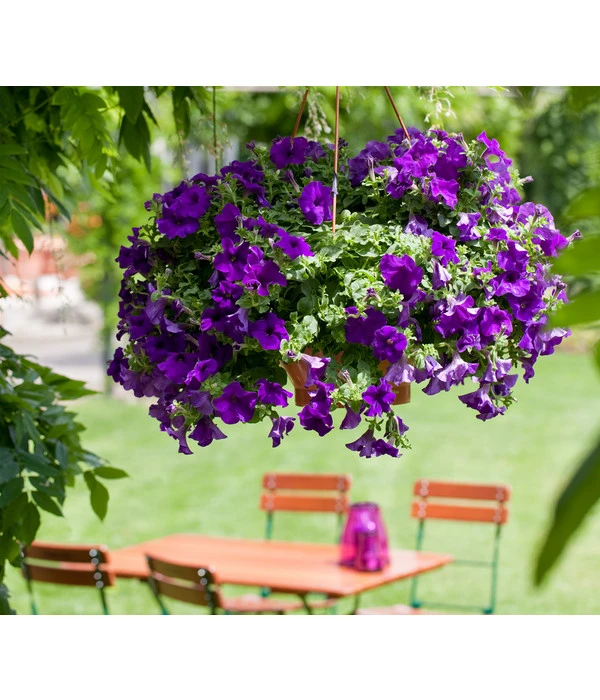 Hängepetunie, Ampel, Verschiedene Sorten, Weiß/pink 8 Hängepetunie, Ampel, Verschiedene Sorten, Weiß/pink – Bild 6