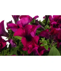 Hängepetunie, Ampel, Verschiedene Sorten, Weiß/pink 18 Hängepetunie, Ampel, Verschiedene Sorten, Weiß/pink -Garten Werk Zone 8605164 WE DE 001 HaengepetunieAmpelT35