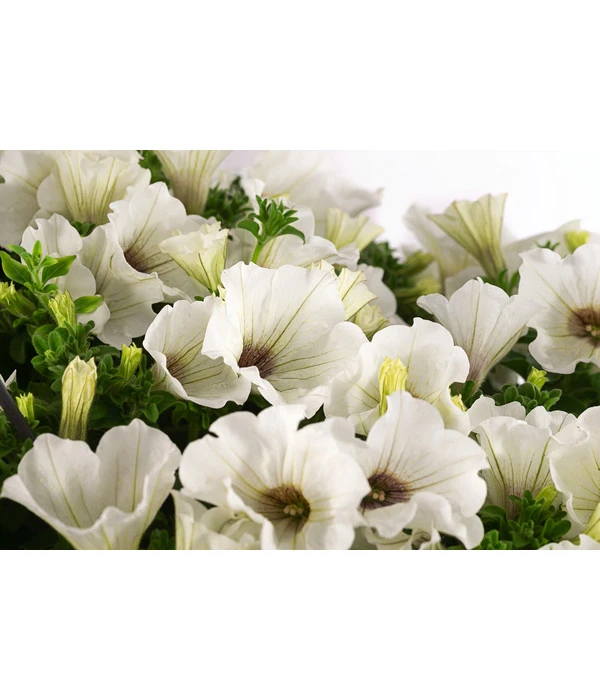 Hängepetunie, Ampel, Verschiedene Sorten, Weiß/pink 9 Hängepetunie, Ampel, Verschiedene Sorten, Weiß/pink – Bild 7