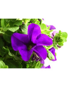 Hängepetunie, Ampel, Verschiedene Sorten, Weiß/pink 19 Hängepetunie, Ampel, Verschiedene Sorten, Weiß/pink -Garten Werk Zone 8605164 WE DE 003 HaengepetunieAmpelT35Violett