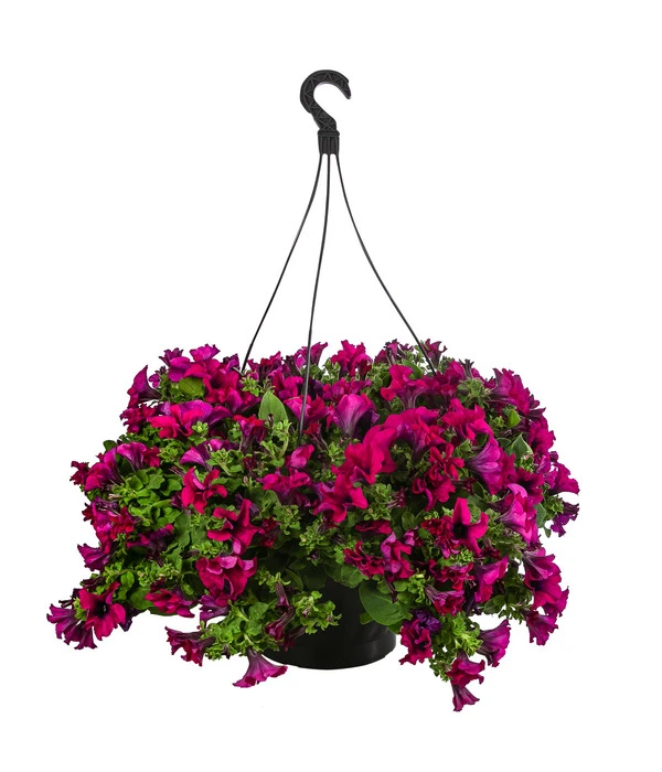 Hängepetunie, Ampel, Verschiedene Sorten, Weiß/pink 4 Hängepetunie, Ampel, Verschiedene Sorten, Weiß/pink – Bild 2