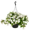 Hängepetunie, Ampel, Verschiedene Sorten, Weiß/pink 2 Hängepetunie, Ampel, Verschiedene Sorten, Weiß/pink -Garten Werk Zone 8605164 WE FS 002 HaengepetunieAmpelT35