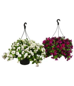 Hängepetunie, Ampel, Verschiedene Sorten, Weiß/pink 14 Hängepetunie, Ampel, Verschiedene Sorten, Weiß/pink -Garten Werk Zone 8605164 WE FS 003 HaengepetunieAmpelT35