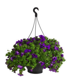 Hängepetunie, Ampel, Verschiedene Sorten, Weiß/pink 13 Hängepetunie, Ampel, Verschiedene Sorten, Weiß/pink -Garten Werk Zone 8605164 WE FS 003 HaengepetunieAmpelT35Violett
