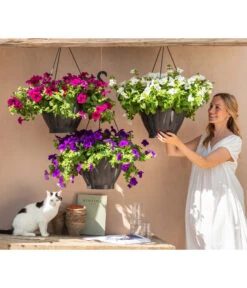 Hängepetunie, Ampel, Verschiedene Sorten, Weiß/pink 15 Hängepetunie, Ampel, Verschiedene Sorten, Weiß/pink -Garten Werk Zone 8605164 WE MO 001 HaengepetunieAmpelT35BestofAmpeln