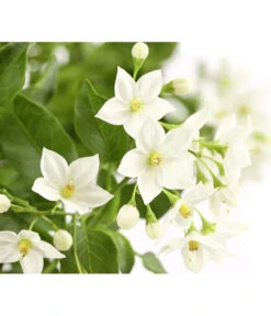 Jasminblütiger Nachtschatten, Ampel 7 Jasminblütiger Nachtschatten, Ampel -Garten Werk Zone 8606733 PR DE 001 SolanumJasminoidesAmpelNachtschattenT20DehnerExpressHerzig