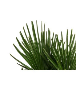 Hanfpalme, Multistamm 7 Hanfpalme, Multistamm -Garten Werk Zone 8607855 WE DE 001 HanfpalmeTrachycarpusFortuneiT36