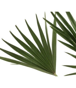 Zwergpalme 'Vulcano' 7 Zwergpalme 'Vulcano' -Garten Werk Zone 8607905 WE DE 002 ChamaeropsVulcanoT18