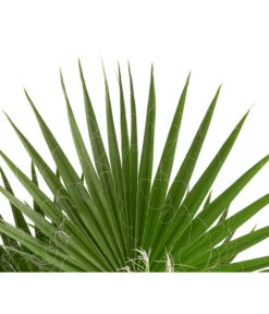 XXL Fächerpalme -Garten Werk Zone 8608036 WE DE 004 WashingtoniaRobustaT30MexikanischeFaecherpalme