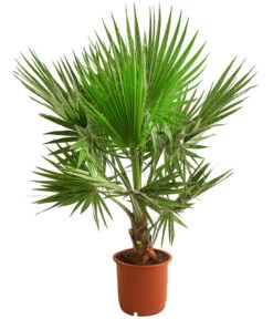 Ausgewählte Produkte 11 XXL Fächerpalme