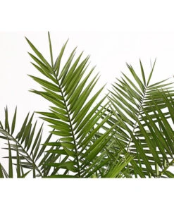 XXL Kanarische Dattelpalme, Ca. 140-160 Cm 11 XXL Kanarische Dattelpalme, Ca. 140-160 Cm -Garten Werk Zone 8608721 PR DE 001 PhoenixCanariensisT28DehnerExpressHerzig