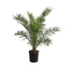 XXL Kanarische Dattelpalme, Ca. 140-160 Cm 1 XXL Kanarische Dattelpalme, Ca. 140-160 Cm -Garten Werk Zone 8608721 WE FS 002 XXLKanarischeDattelpalmeT28