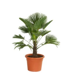 Ausgewählte Produkte 23 Wagners Hanfpalme