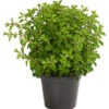 Bio Oregano 1 Bio Oregano -Garten Werk Zone 8610123 WE FS 001 OriganumVulgareOreganumT14DehnerExpressHerzig