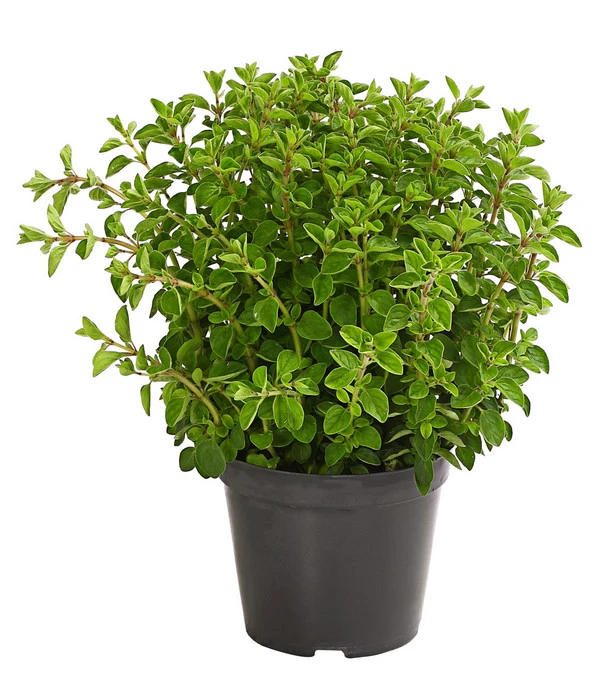 Bio Oregano 3 Bio Oregano
