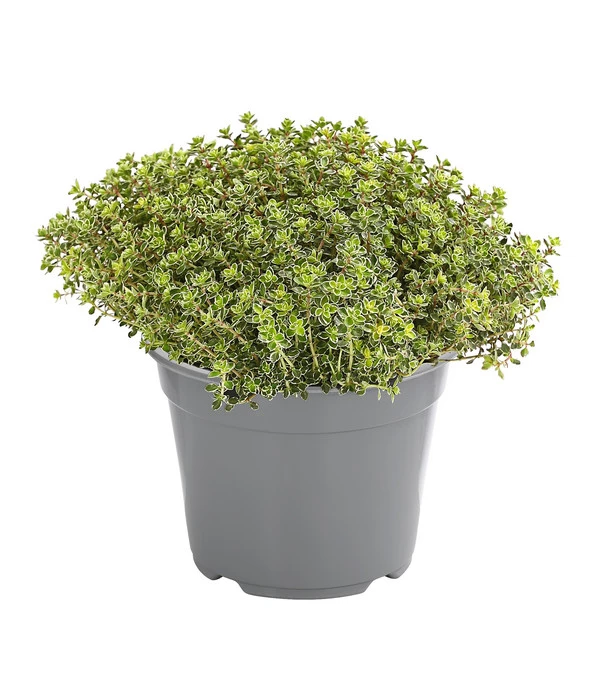 Dehner Gourmet Garten Silberthymian 3 Dehner Gourmet Garten Silberthymian